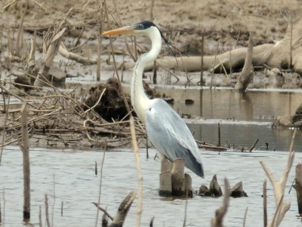 <h3><a href="/trips/salesopolis-2014/biota/animalia/chordata/aves/015 pelecaniformes/002 ardeidae/ardea cocoi/ardea cocoi-nl.html">Ardea&nbsp;cocoi</a> / Cocoi&nbsp;heron / Sokoireiger</h3>NIKON D7100 met AF-S Nikkor 300mm f/2.8G IF-ED VR II, 1/2500 sec  bij F6.3, ISO 400, afstand 44.6&nbsp;m